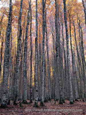 MADERA. BOSQUE DE HAYAS. ORDESA (HUESCA)